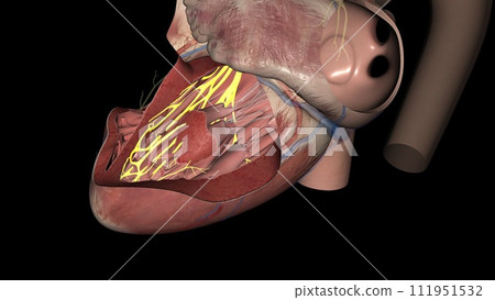 Heart posterior fascicle Heart posterior fascicle 111951532