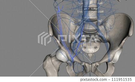 The superficial epigastric vein runs upward and medially and drains the skin up to the umbilicus 111951535