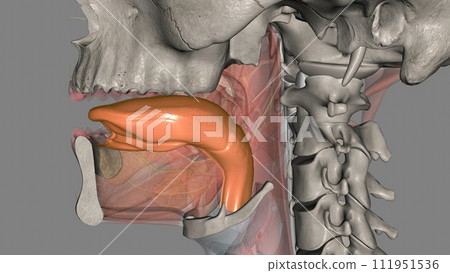 The tongue is a muscular organ in the mouth 111951536