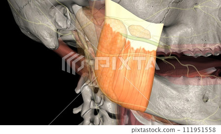 The superficial head originates at the maxillary process of the zygomatic bone (cheekbone) and the inferior (lower) border of the zygomatic arch 111951558