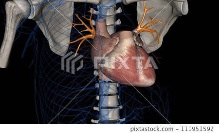 The superior pulmonary veins are anterior and caudal to the pulmonary The superior pulmonary veins are anterior and caudal to the pulmonary 111951592