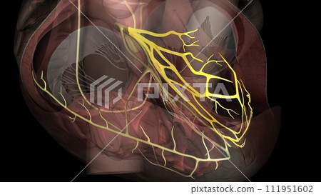 Heart anterior fascicle Heart anterior fascicle 111951602