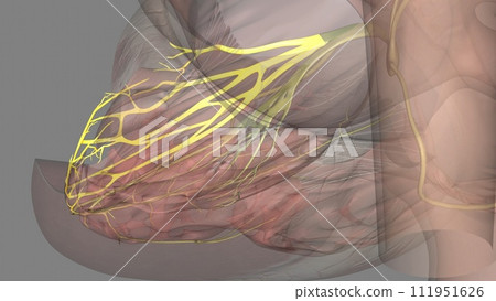 Heart anterior fascicle 111951626