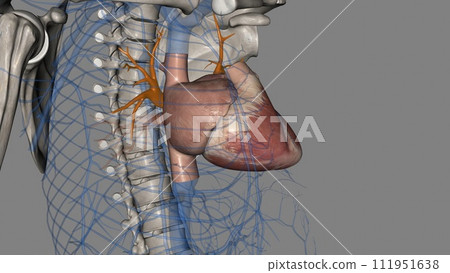 The superior pulmonary veins are anterior and caudal to the pulmonary The superior pulmonary veins are anterior and caudal to the pulmonary 111951638