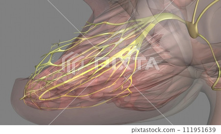 Heart, posterior fascicle 3d mdedical Heart, posterior fascicle 3d mdedical 111951639