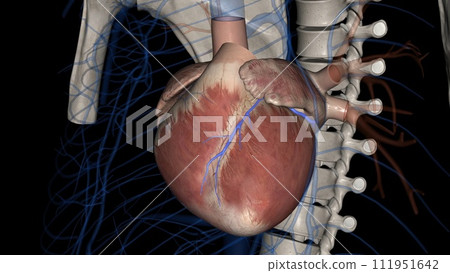 The great cardiac vein (left coronary vein) is a vein of the heart. It begins at the apex of the heart 111951642