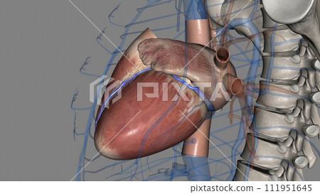 The great cardiac vein (left coronary vein) is a vein of the heart. It begins at the apex of the heart 111951645