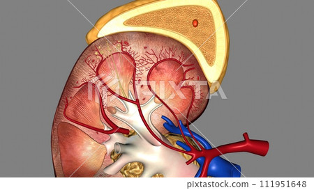 Suprarenal gland, Adrenal gland 111951648