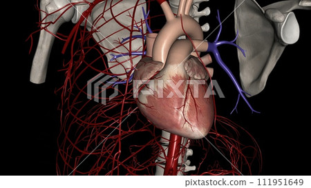 The right and left coronary arteries supply blood to your heart The right and left coronary arteries supply blood to your heart 111951649