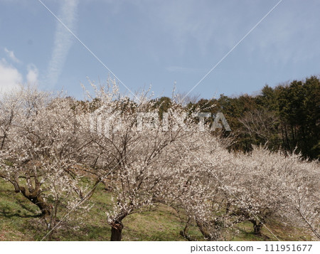 本澤梅園(相模原市) 本澤梅園(相模原市) 111951677