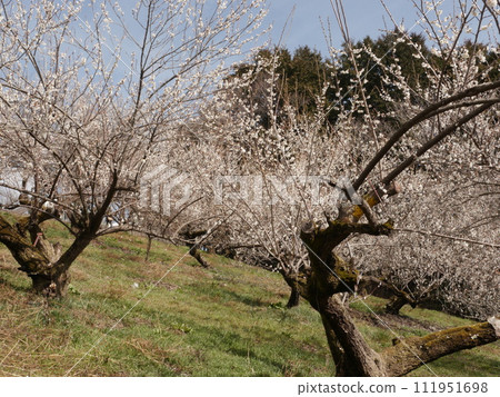 Honzawa Plum Garden (Sagamihara City) Honzawa Plum Garden (Sagamihara City) 111951698