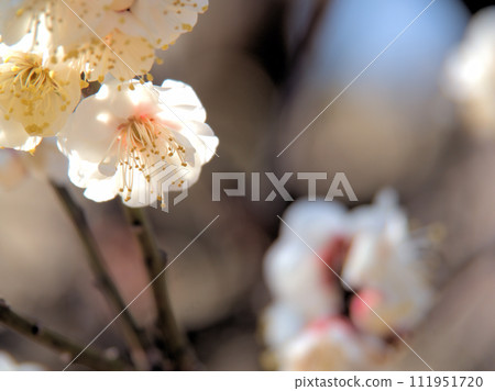 二月白梅開 二月白梅開 111951720