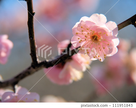 Red plum blossoms blooming in February "Ichiryu" Red plum blossoms blooming in February "Ichiryu" 111951843