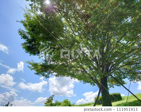 Blue sky and big tree 111951913