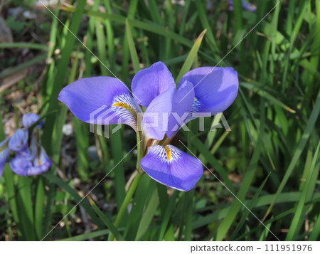 blue-purple iris flower 111951976