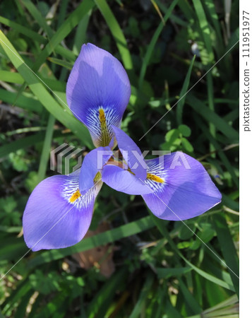 blue-purple iris flower 111951977