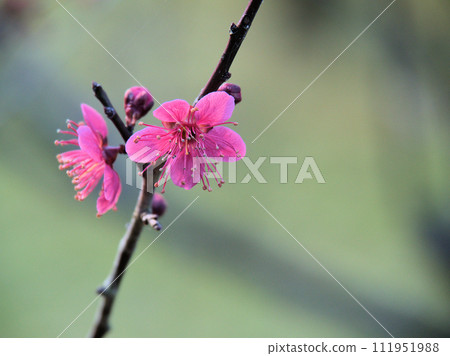 二月盛開的紅梅“紅日梅” 111951988