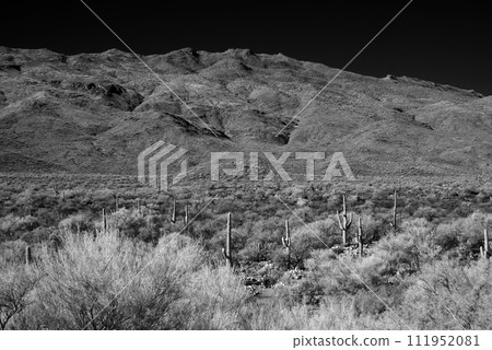 Black and White Sonora Desert Arizona 111952081