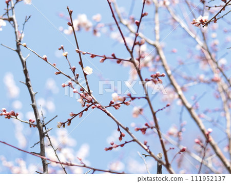 在藍天的李子開花 111952137