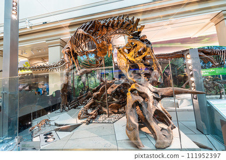 Tyrannosaurus fossil exhibit in Smithsonian national museum of natural history, Washington D.C., USA Tyrannosaurus fossil exhibit in Smithsonian national museum of natural history, Washington D.C., USA 111952397