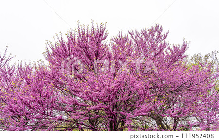 Cherry blossom trees in full bloom on white background Cherry blossom trees in full bloom on white background 111952408
