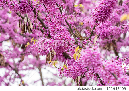 Colorful cherry blossom flower in full bloom in National Mall, Washington DC in spring Colorful cherry blossom flower in full bloom in National Mall, Washington DC in spring 111952409