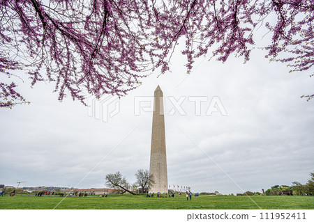 Washington monument on the National Mall in Washington, D.C, USA and Cherry blossom trees in spring 111952411