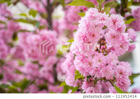 Colorful cherry blossom flower in full bloom in National Mall, Washington DC in spring Colorful cherry blossom flower in full bloom in National Mall, Washington DC in spring 111952414