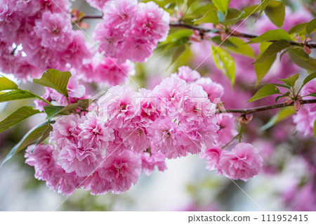 Colorful cherry blossom flower in full bloom in National Mall, Washington DC in spring Colorful cherry blossom flower in full bloom in National Mall, Washington DC in spring 111952415