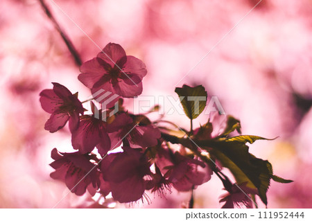 與夜色相得益彰的河津櫻花 111952444