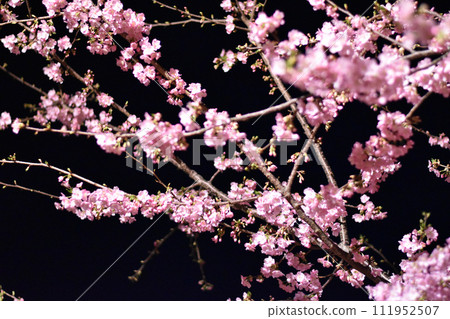 Romantic Kawazu cherry blossoms in full bloom 111952507