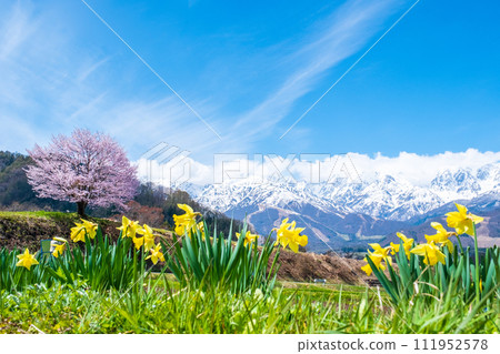 A lone cherry tree in Nodaira and the mountain range of the Northern Alps 111952578