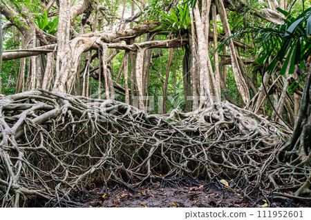 Massive banyan tree root system in rain forest, Sang Nae Canal Phang Nga, Thailand Massive banyan tree root system in rain forest, Sang Nae Canal Phang Nga, Thailand 111952601