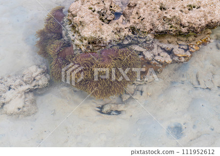 Sea anemone in shallow water coral reef and beach in Surin island National park, Phang nga, Thailand Sea anemone in shallow water coral reef and beach in Surin island National park, Phang nga, Thailand 111952612