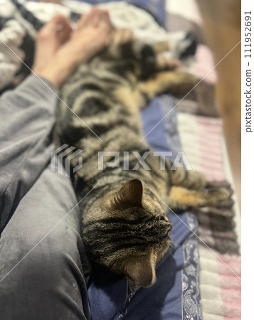 Cute tabby kitten sleeping on a pink and white blanket. 111952691