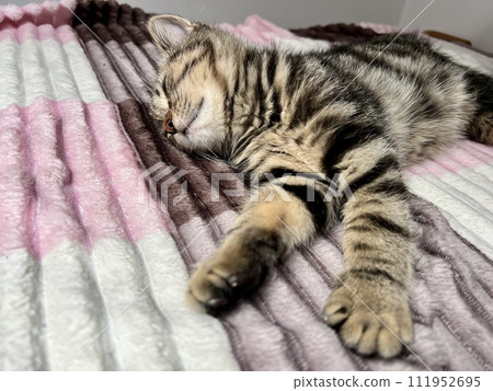 Cute tabby kitten sleeping on a pink and white blanket. 111952695