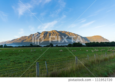 New Zealand sheep pasture 111952720