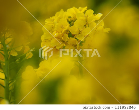 強姦開花 強姦開花 111952846