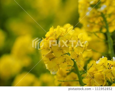 強姦開花 111952852