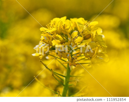 強姦開花 強姦開花 111952854