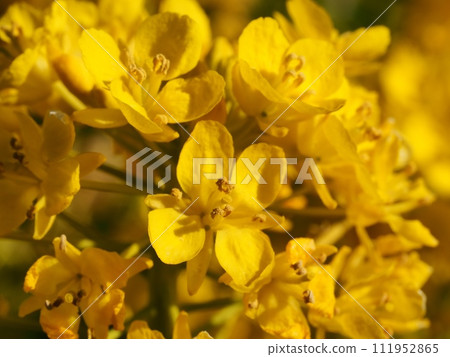 Rape blossoms Rape blossoms 111952865