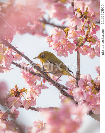 Mejiro and Kawazu cherry tree 111952906