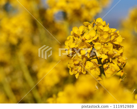 Rape blossoms Rape blossoms 111952989