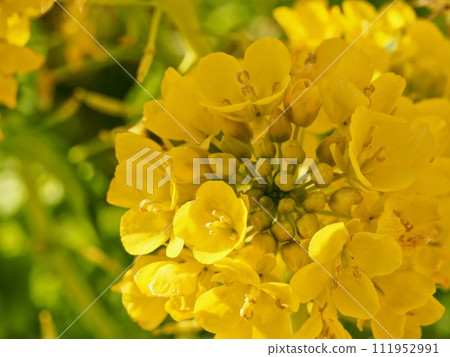 Rape blossoms Rape blossoms 111952991