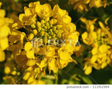 強姦開花 111952994