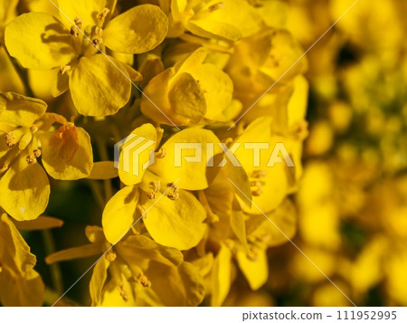 Rape blossoms Rape blossoms 111952995
