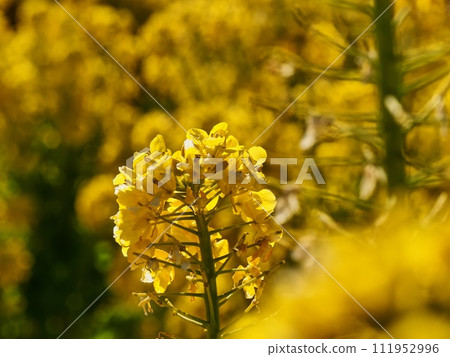 強姦開花 強姦開花 111952996