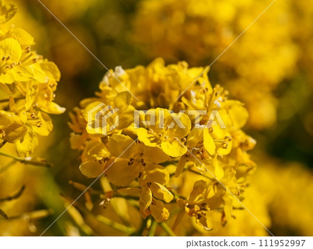 Rape blossoms 111952997