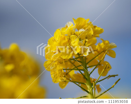 強姦開花 111953038