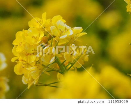 強姦開花 強姦開花 111953039